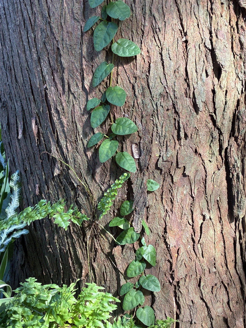 氣飽不思食~,十力無畏